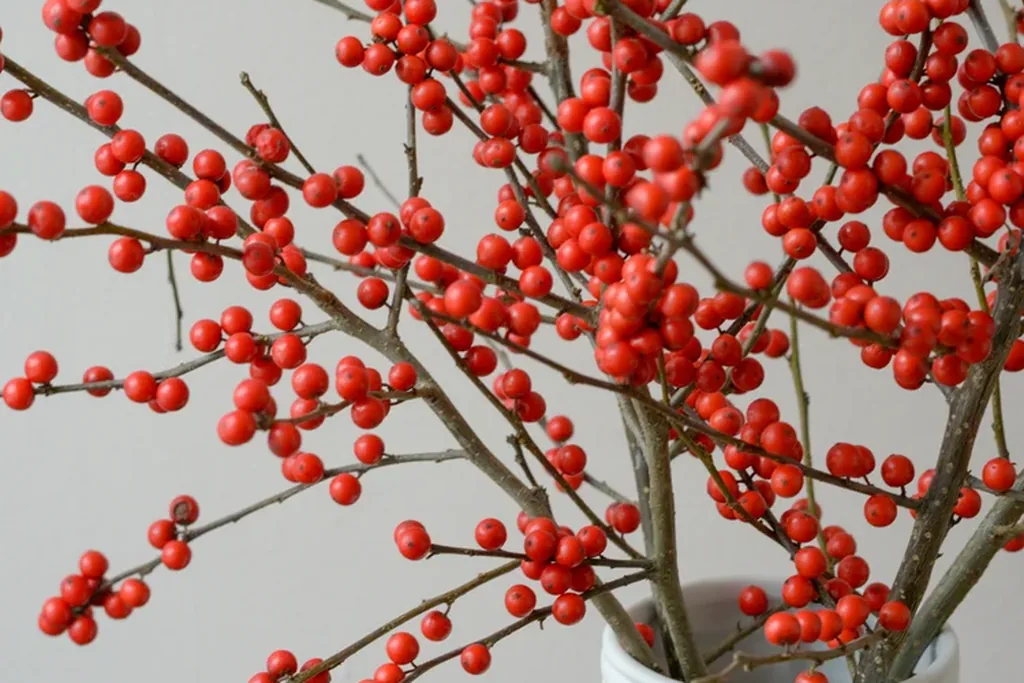 Branches of bright red winter berries in a vase.
