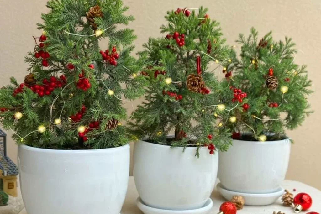 Three small potted evergreen trees with red berries in white pots.