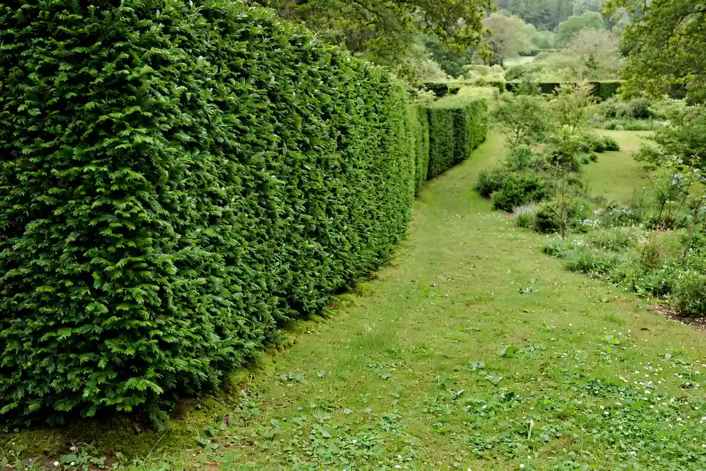 Dense evergreen hedge forming a living garden fence along a lawn path.