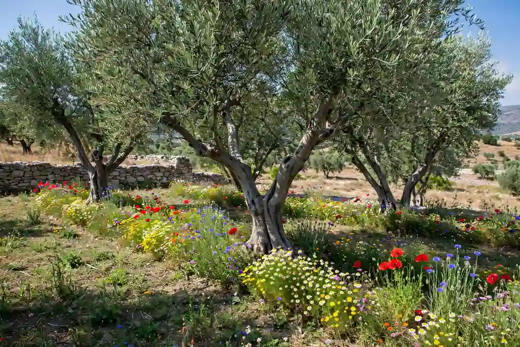 Olive trees with a wildflower strip flowering beneath them