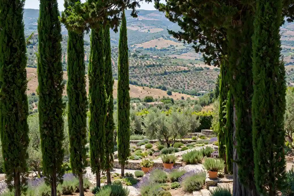 Row of slim cypress trees framing a view over a Mediterranean garden