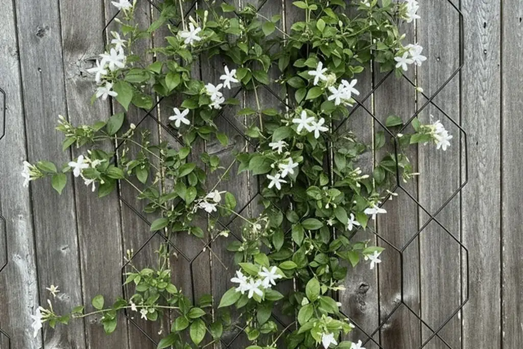 Climbing plant trained up a slim trellis on a balcony wall.