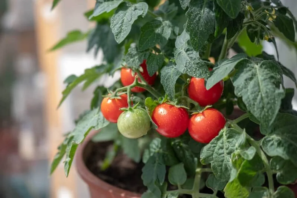 Tomato plant with ripe fruit growing in a pot.
