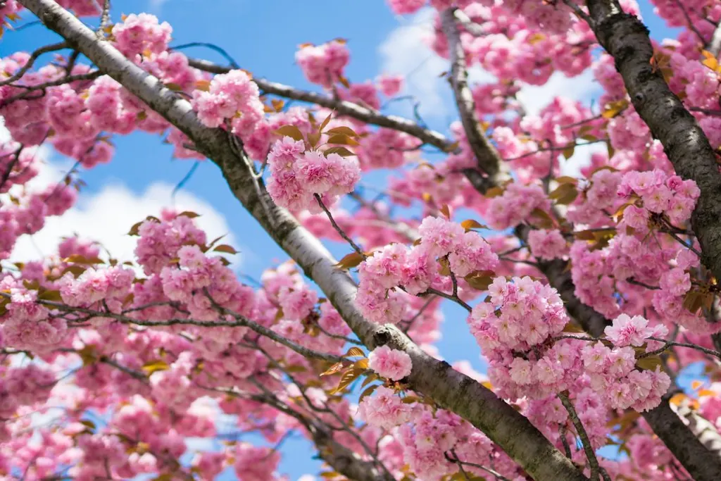 Pink cherry blossom branches against a blue sky