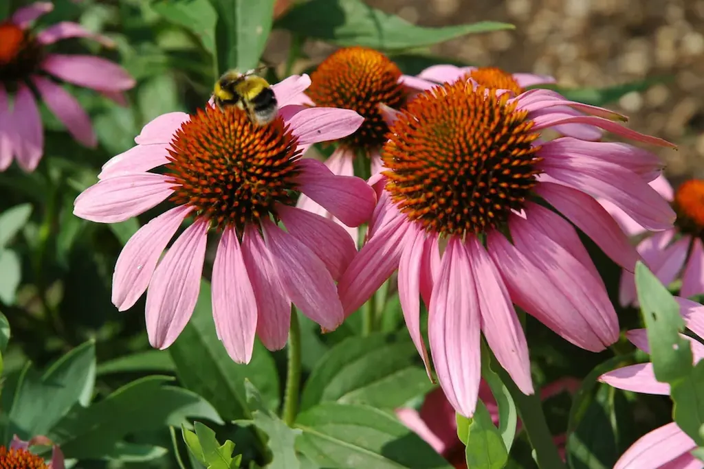 Pink coneflowers with a bee on the central cone