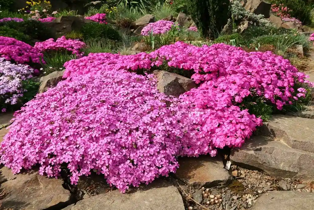 Pink creeping phlox spilling over rocks in a rock garden
