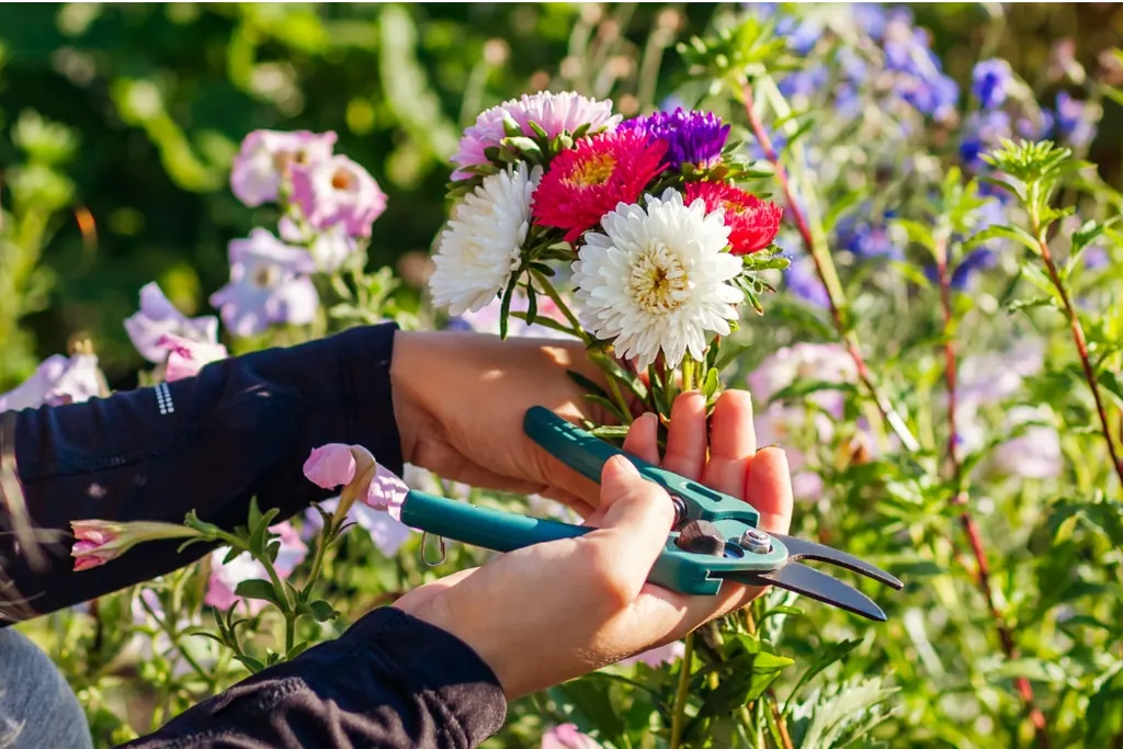 Hands cutting fresh flowers with snips in a cutting garden