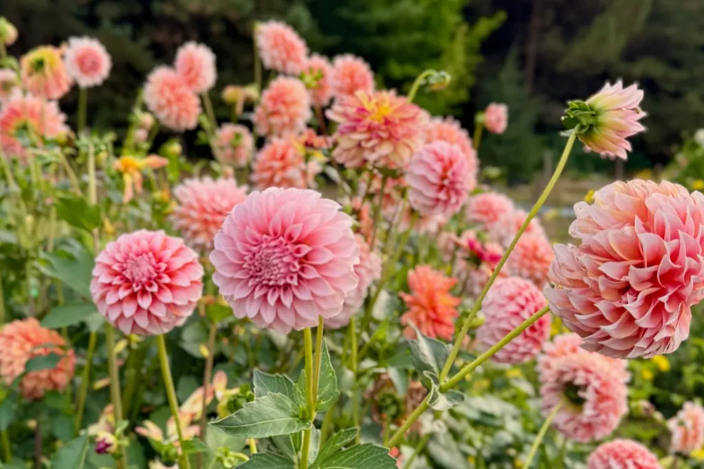 Pink dahlias flowering in a late summer border