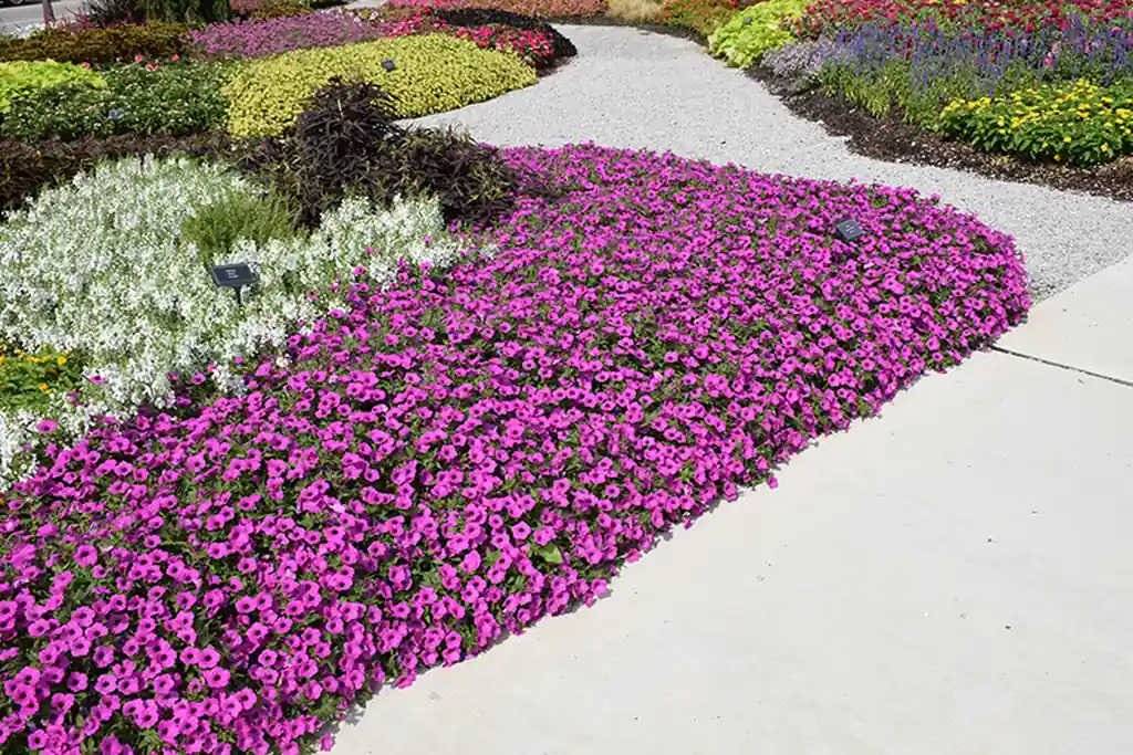 Wide bed of pink and magenta petunias edging a curved garden path