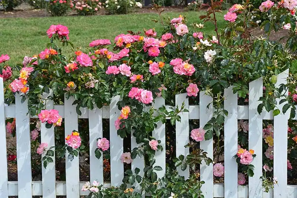 Pink roses climbing over a white picket fence