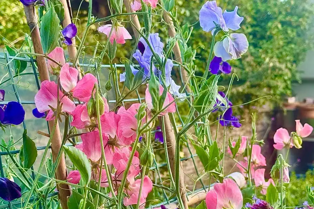 Pink and purple sweet peas climbing garden supports