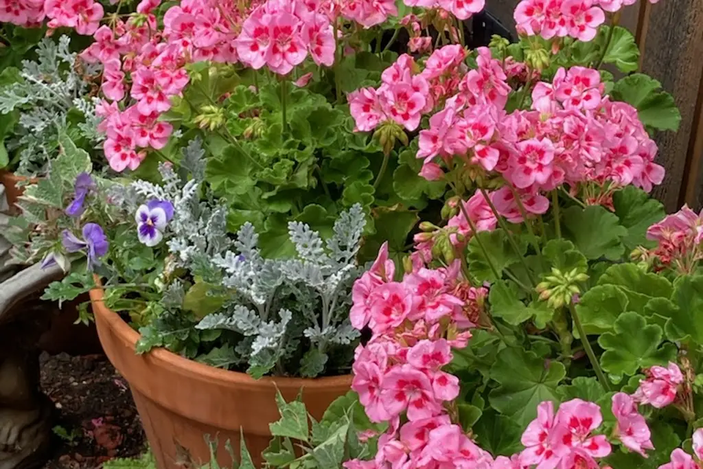 Pink geraniums growing in terracotta pots against a garden fence