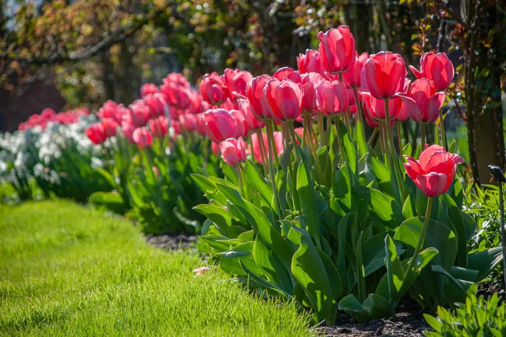 Pink and coral tulips flowering in a spring bed