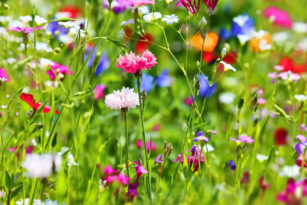 Wildflower patch with pink cornflowers and mixed summer blooms