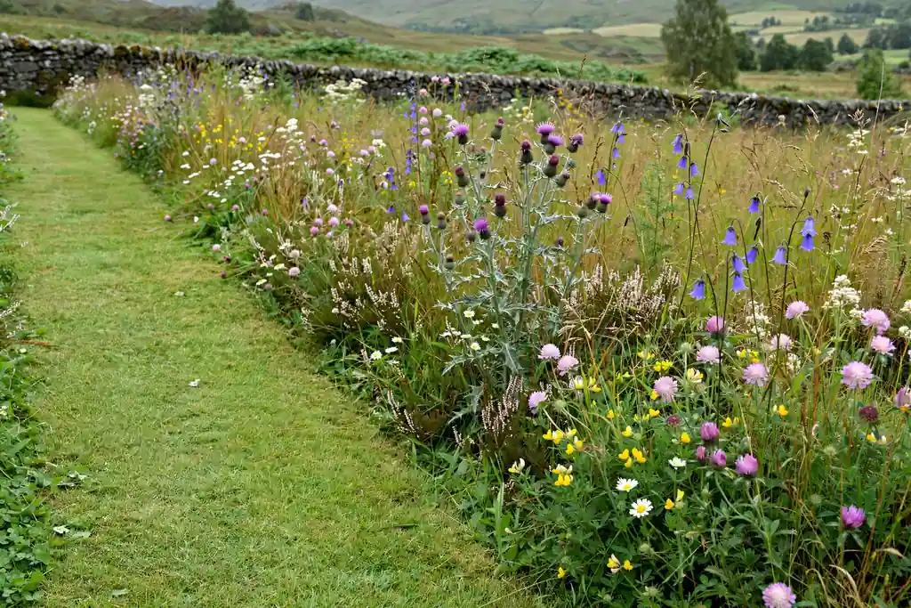 Wildflower meadow strip with native flowers and a mown path beside it.