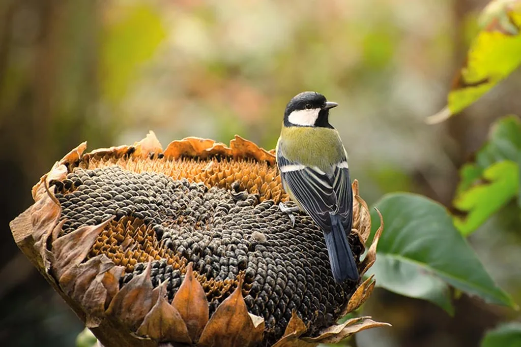 Birds feeding on a dried sunflower seed head in an autumn garden.