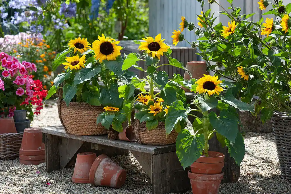 Dwarf sunflowers in terracotta pots on sunny garden steps.