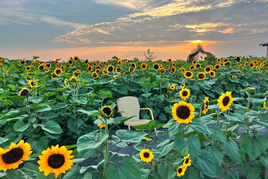 Garden chairs beside a sunflower row in warm evening light.