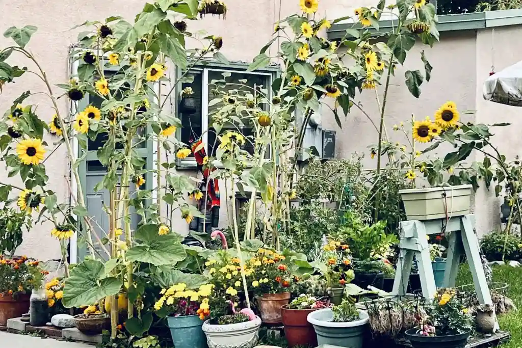 Pots of sunflowers grouped beside a garden gate.