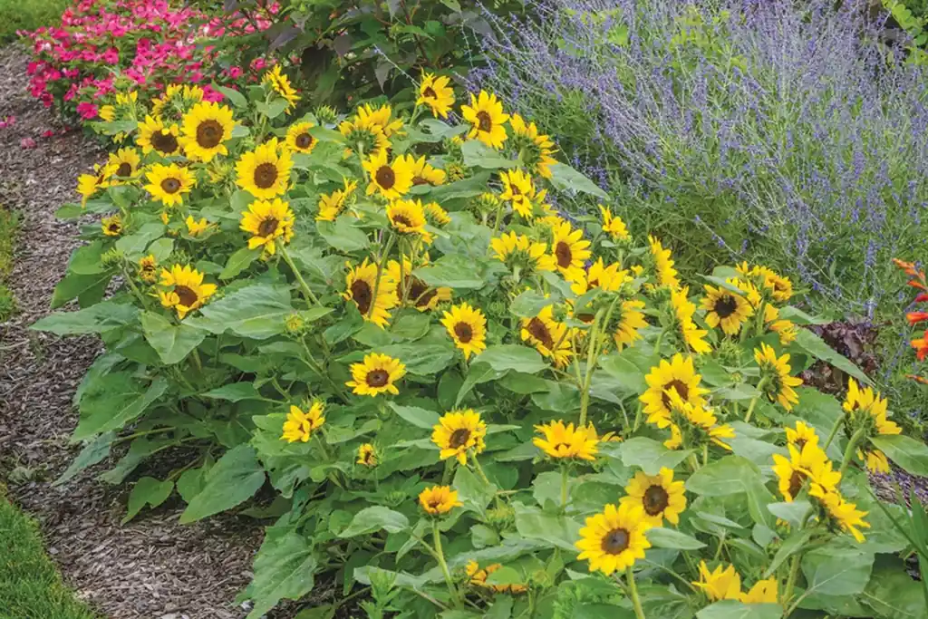 Sunflower bed edged with low green herbs at the front.