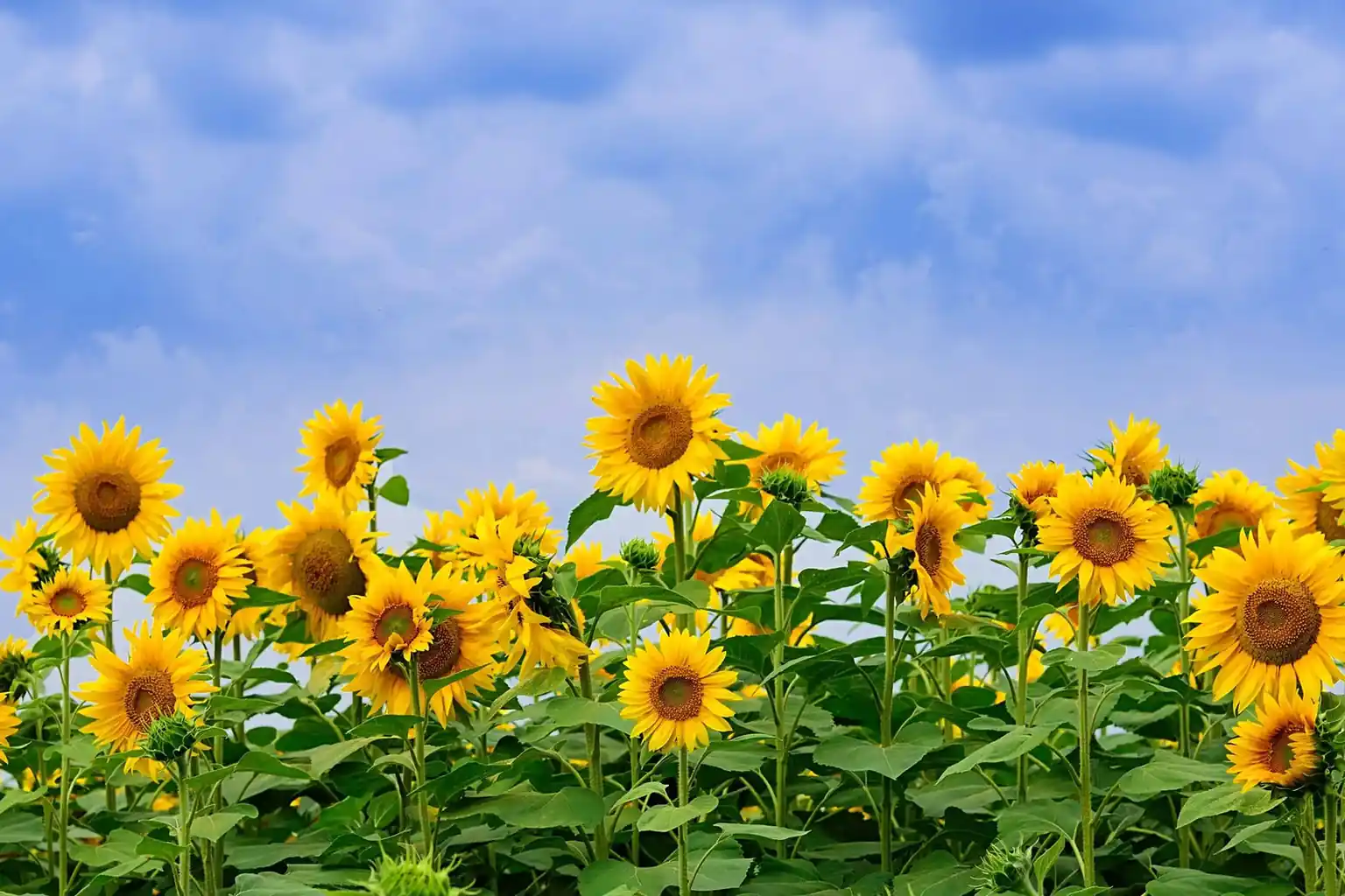 24 Sunflower Garden Ideas for a Welcoming, Lived-In Look