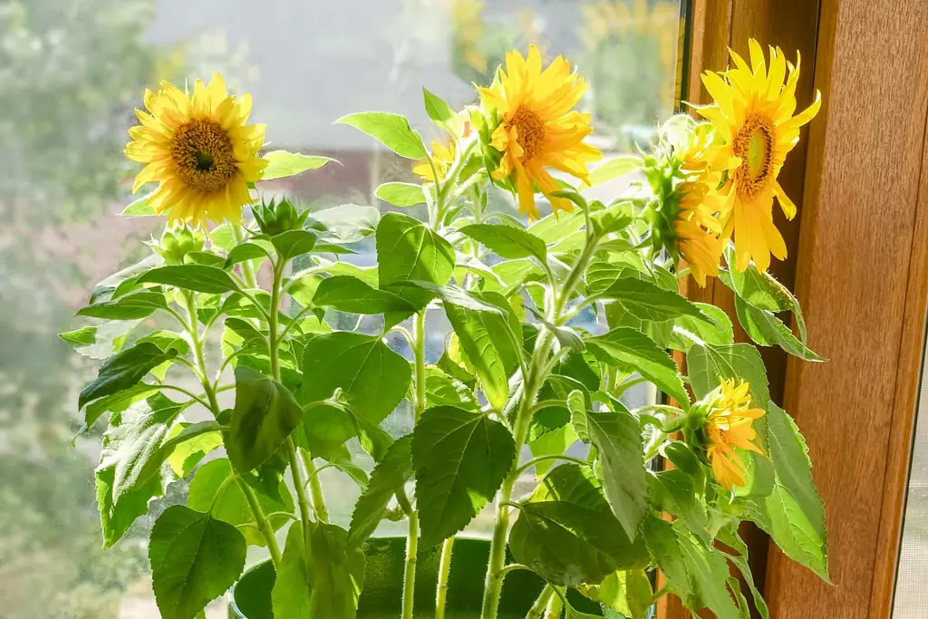 Potted sunflowers beside a sunny kitchen window.