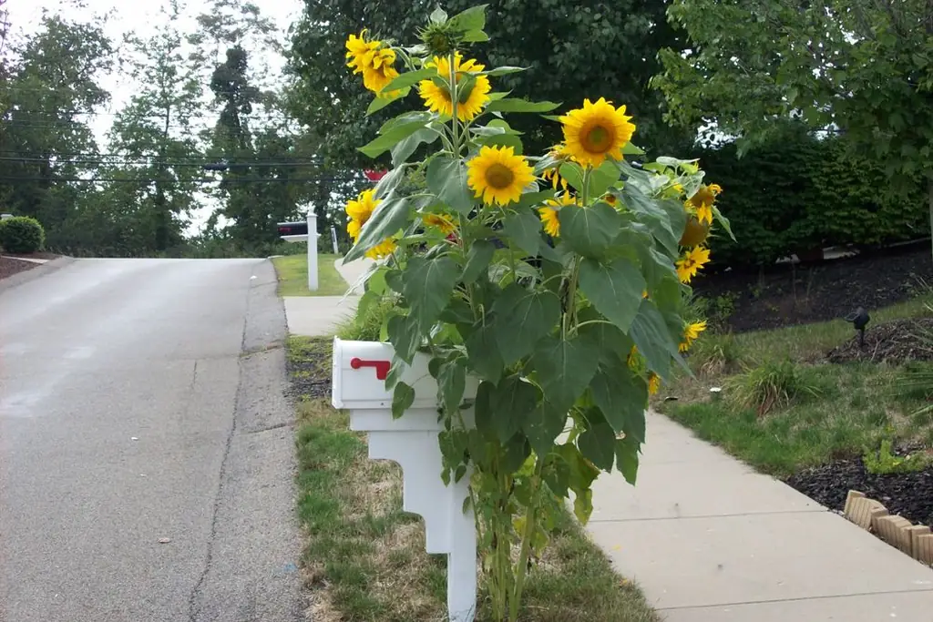 Sunflowers planted around a mailbox post at a garden entrance.