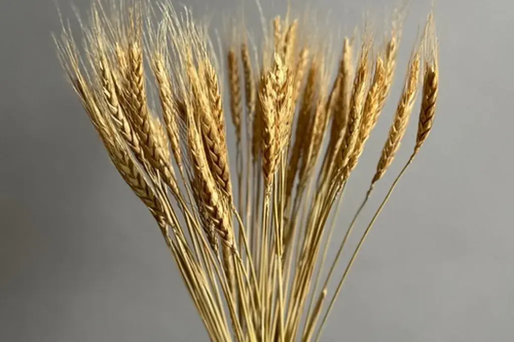 Dried wheat stems arranged in a white vase.