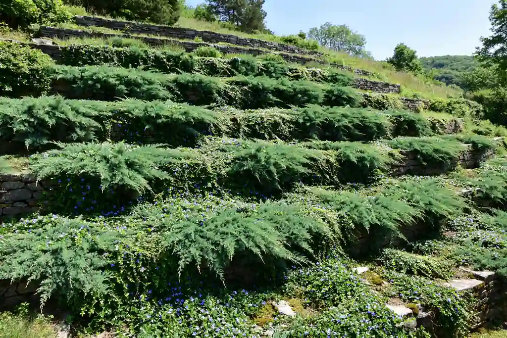 Steep garden bank planted in wide tiers of low green ground cover with stone edging